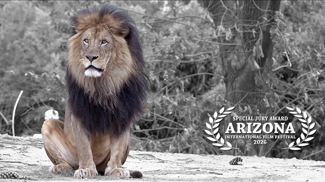 Special Jury Award for Innovative Storytelling: THE ZOO